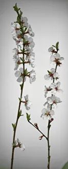 Images Dated 10th August 2020: Cherry Blossom
