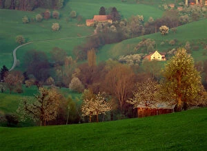 Images Dated 28th February 2006: Cherry blossoms, Basel-Land, Switzerland Jure Mountains