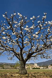Vaucluse Prints: Cherry blossoms, Bedoin, Vaucluse, Provence, France