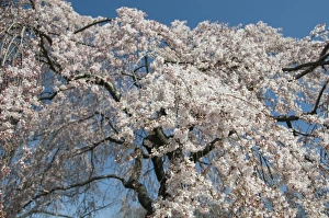 Images Dated 15th February 2007: Cherry blossoms in bloom during the annual cherry blossom festival, National Mall National Park