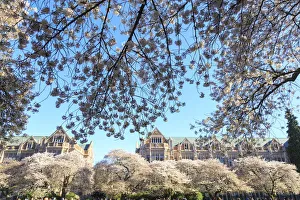 Seattle Prints: Cherry blossoms in full bloom, University of Washington campus, Seattle, Washington State