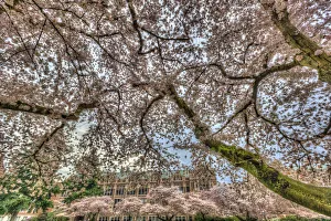 Cherry blossoms in full bloom at University of Washington campus, Seattle, Washington State, USA