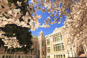 Cherry Blossoms in peak bloom, Spring, University of Washington campus, Seattle, Washington State