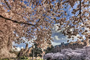 Seattle Prints: Cherry blossoms in peak bloom, spring