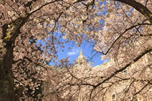 Cherry Blossoms in peak bloom, Spring, University of Washington campus, Seattle, Washington State