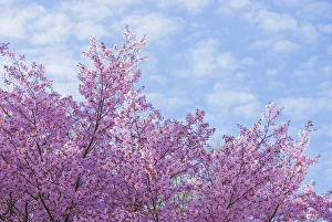 Cherry blossoms with sky