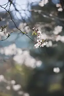 Jim Goldstein Prints: Cherry Blossoms on a sunny afternoon in Yerba Buena Gardens - San Francisco, California