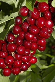 Images Dated 8th January 2011: Cherry Orchard, Cromwell, Central Otago, South Island, New Zealand