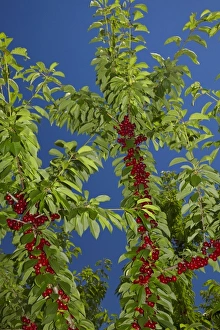 Images Dated 8th January 2011: Cherry Orchard, Cromwell, Central Otago, South Island, New Zealand