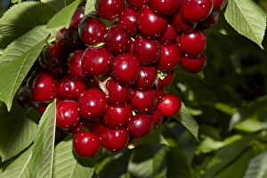 Images Dated 8th January 2011: Cherry Orchard, Cromwell, Central Otago, South Island, New Zealand