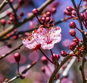 Bellevue Prints: Cherry plum blossom flowering, Bellevue, Washington State