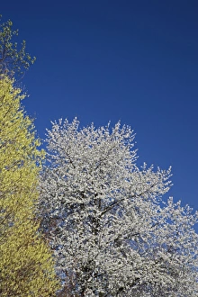 Images Dated 10th April 2006: Cherry Tree in full bloom, Louisville, Kentucky