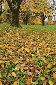 Switzerland Collection: Cherry tree (Prunus sp.), fall colors in orchard, Zug, Switzerland, Europe
