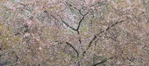 Cherry trees blooming during spring. Snoqualmie River, Fall City, Washington State