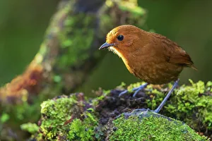 Images Dated 10th July 2023: Chestnut antpitta surveys the forest floor for possible food in the mountain forest of Peru