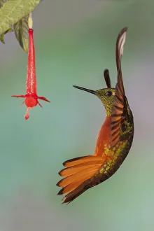 Images Dated 18th November 2019: Chestnut-breasted coronet