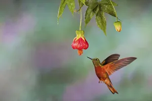 Images Dated 26th September 2018: Chestnut-breasted coronet