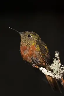 Images Dated 21st September 2009: Chestnut-breasted Coronet (Boissonneaua matthewsii) CAPTIVE Podocarpus National Park