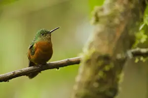 Chestnut-breasted Coronet (Boissonneaua matthewsii) Cloud forest, Tapichalaca Reserve