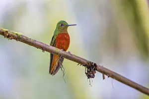 South America Prints: Chestnut-breasted Coronet, Ecuador