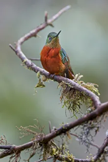 Chestnut-breasted Coronet, Ecuador