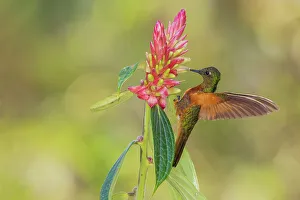 Hummingbird Prints: Chestnut-breasted coronet foraging on beautiful wildflower, forest of Peru
