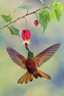 Cloud Forest Prints: Chestnut-breasted coronet hummingbird foraging, cloud forest, Ecuador
