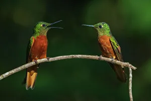 Hummingbird Prints: Chestnut-breasted coronets having a discussion in the forest of Northern Peru