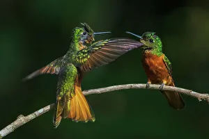 Juvenile Prints: Chestnut-breasted coronets, a youngster prepares to take flight as the adult watches