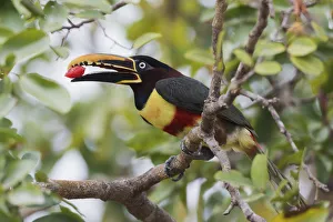 Chestnut-eared aracari with fruit meal