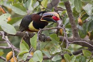 Images Dated 29th September 2017: Chestnut-eared Aracari with meal