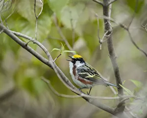 Boardwalk Prints: Chestnut-sided Warbler, Dendroica pensylvanica, Magee Marsh Wildlife Area, Oregon, Ohio