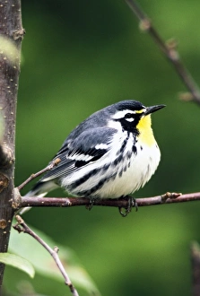 Puffy Prints: Chestnut-sided Warbler (Dendroica pensylvanica)