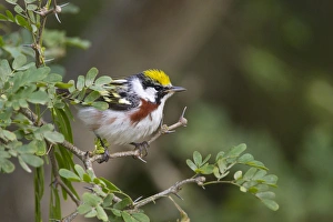 Images Dated 3rd May 2011: Chestnut-sided Warbler (Dendroica pensylvanica) male during spring migratiion