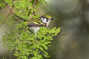 Chestnut-sided warbler on migration route, South Padre Island, Texas