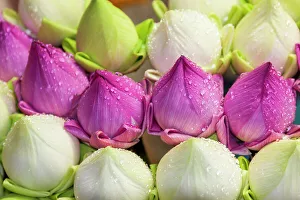 Tom Haseltine Prints: Chiang Mai, Thailand. Purple and white lotus flowers
