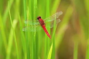 Tom Haseltine Prints: Chiang Mai, Thailand. Red Dragonfly, Orthetrum testaceum, also known as Scarlet Skimmer