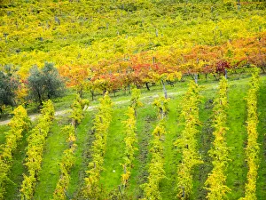 Winemaking Prints: Chianti region Autumn colors