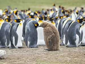 Funny Prints: Chick in brown plumage. King Penguin on Falkland Islands
