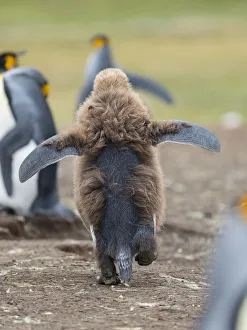 Chick in brown plumage. King Penguin on Falkland Islands