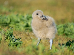 Charadriiformes Prints: Chick of a Brown Skua or Falkland Skua. Subantarctic, Falkland Islands, Bleaker Island