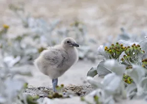 Charadriiformes Prints: Chick of Falkland Skua or Brown Skua (Stercorarius antarcticus)