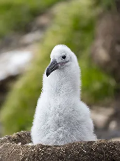 Tubenose Prints: Chick on tower-shaped nest. Black-browed albatross or black-browed mollymawk