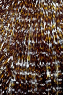 Natural Pattern Prints: Chicken Hackle