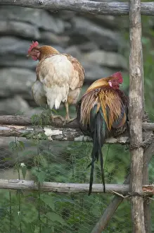 Southern Fjord Prints: Chickens near Flam; situated in the innermost part of the Sognefjord surrounded by high mountains