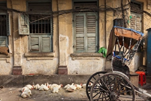 Images Dated 13th December 2012: Chickens & rickshaw on street, central Kolkata, or Calcutta, West Bengal, India