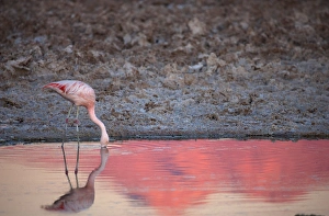 Salt Water Prints: Chiean Flamingo drinking at the Atacama Salt Lake at sunset