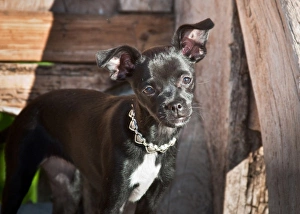 Palm Springs Prints: A Chihuahua standing on an old wooden bench