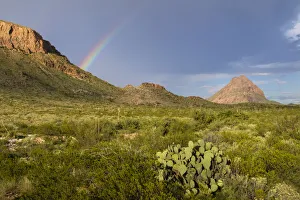 Images Dated 2017 August: Chihuahuan Desert