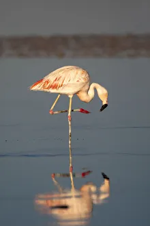 Places Collection: Chile, Atacama Desert, Salar de Atacama, Los Flamencos National Reserve, Chilean flamingo